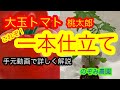 【トマト】大玉トマトの一本仕立ての方法　実践編　手元動画で解説　収穫しやすくするコツもお伝えします