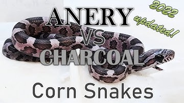 CHARCOAL vs ANERY?? Corn Snake Morph DeepDive!