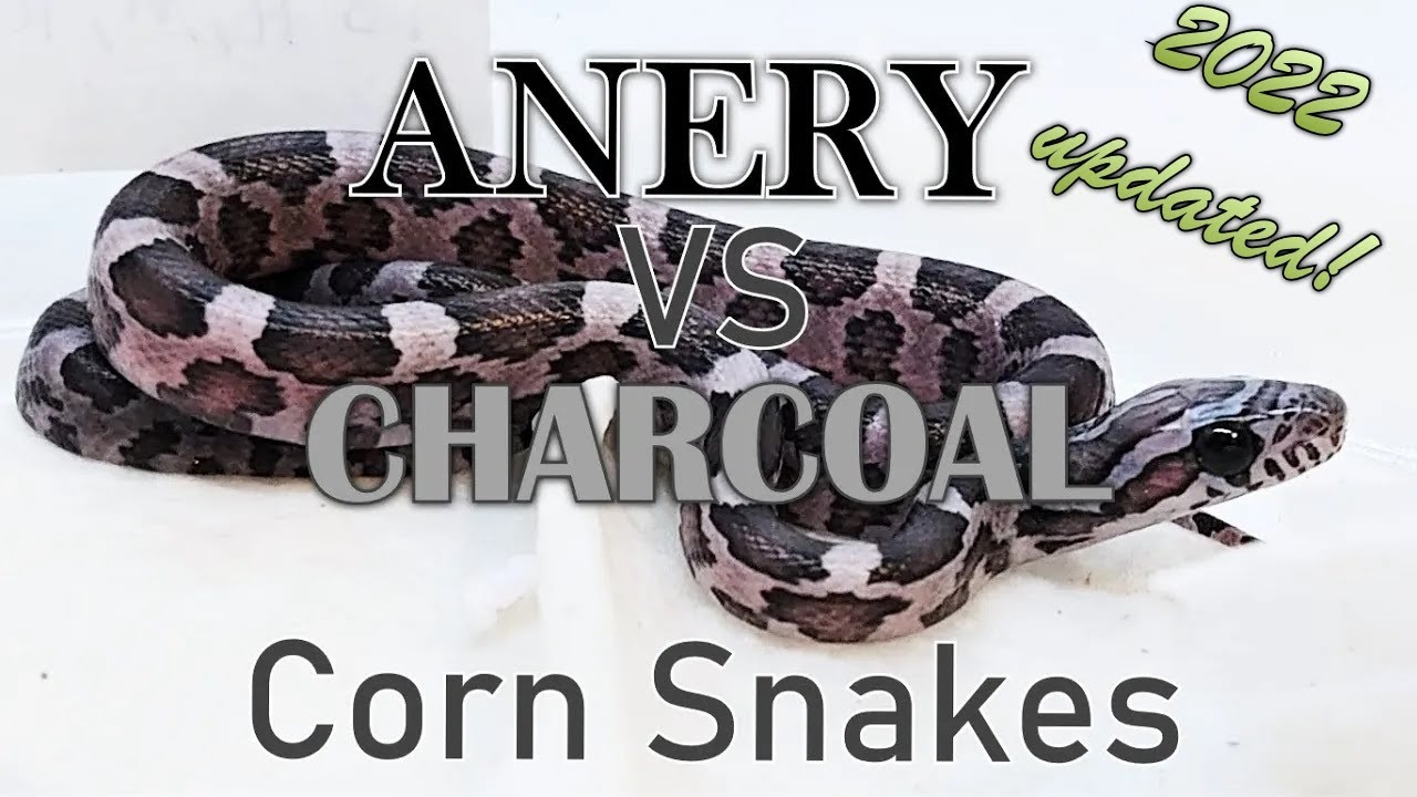 CHARCOAL vs ANERY?? Corn Snake Morph DeepDive! - YouTube