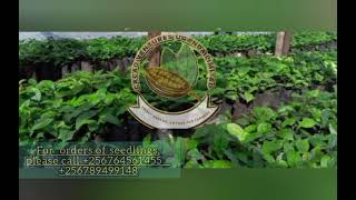 agronomic practices in cocoa production right from the nursery bed to post harvest handling.