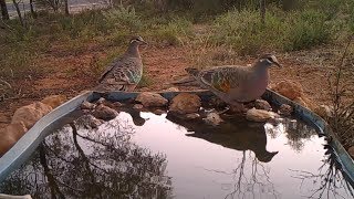 Pair of Bronzewing Pigeons at a watertrough near Mannum