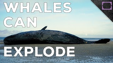 Why Do Beached Whales Explode?