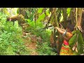 Người Rừng - Tập 56 - Cô Mị Bắt Tên Ngườ Rừng - Ethnic girl catch forest people - Forest people life