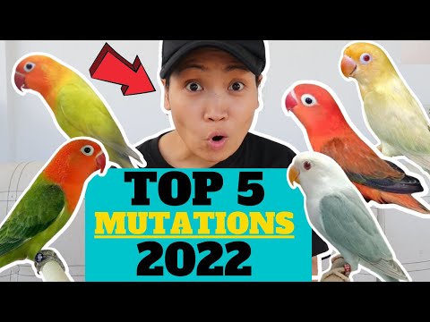 Top 5 African Lovebirds Mutations In 2022 | Munting Ibunan