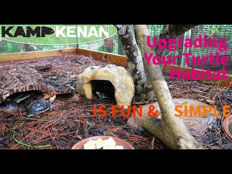 simple-upgrade-to-the-chinese-box-turtle-habitat