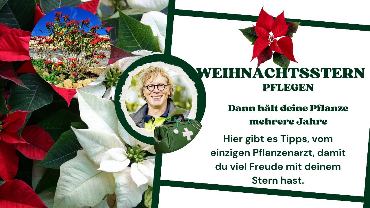 So berlebt dein Weihnachtsstern