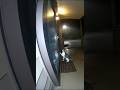 CCTV Footage The Cat in storm #shorts