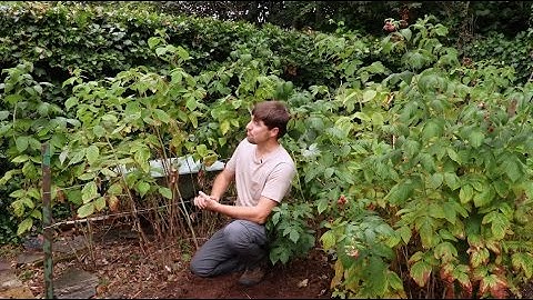 How to train your raspberries for a bumper crop | Creative Plus Productions