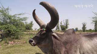 एक लाख की कांकरेज गाय कैसी दिखती है  ?  Beautiful Kankrej Cow