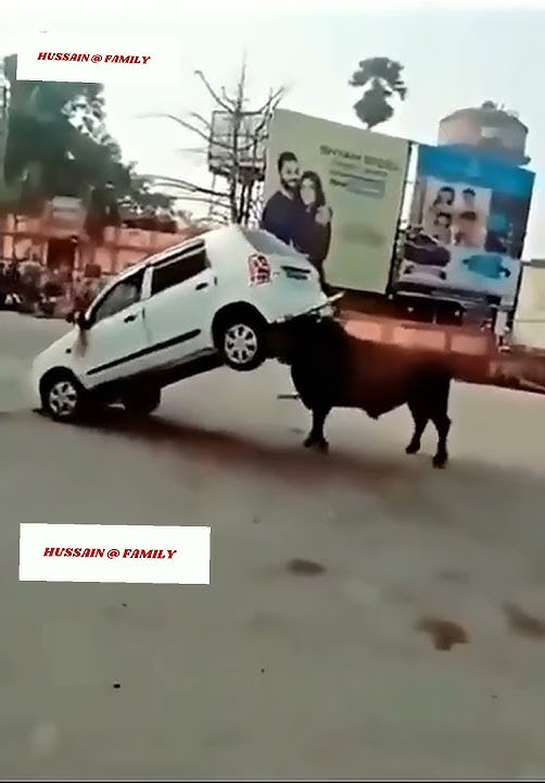 Download lagu Angry Bull | Bull Destroying the Car | Bull vs Car