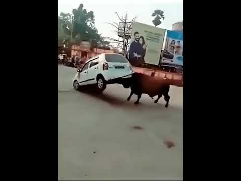 Angry Bull |