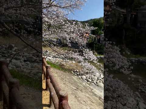 【環境】仁比山公園 - 2:佐賀県神埼市 / 桜<Healing & Relaxing> #shorts