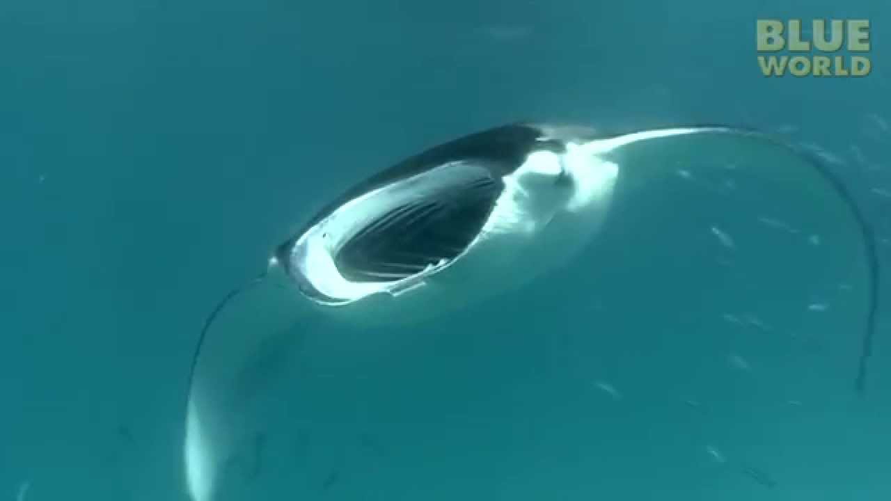 Play: Mantas gliding through Hanifaru Bay
