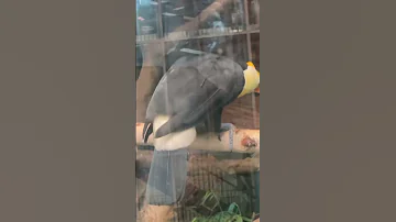 هل شاهدت طيور الطوقان والكسلان اكسبلور اهميه Horse Funny Birds ترند النظافه تيك توك الجيلي 