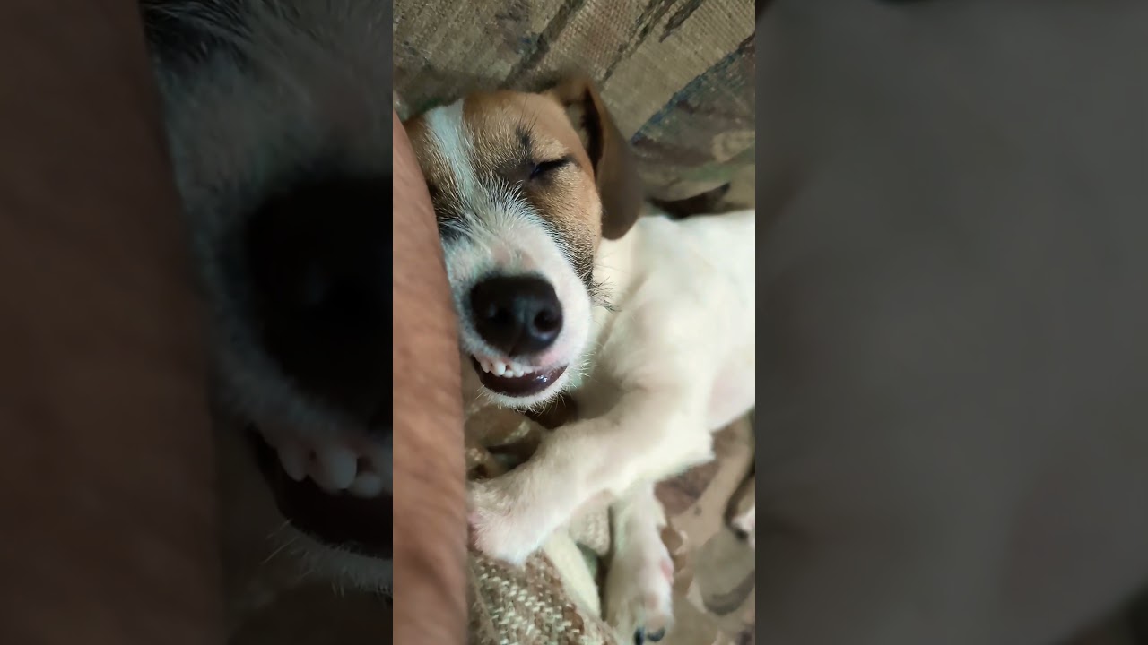 Боня устала.