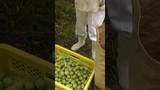 🌸 Umeboshi Harvest in Nagaguma: An Encounter with Plum Farmers - softypapa shorts 🚲🇯🇵🌿🌞