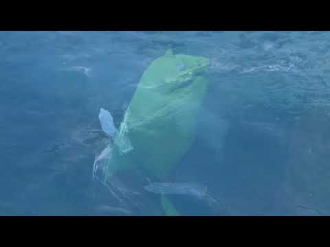 Schlammpeitziger – Kandierter Jammerlochlappen (official video)