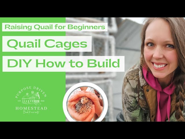 Easy Stacked Quail Cage - DIY class=