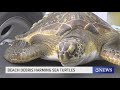 NOAA weather balloons causing harm to sea turtles image