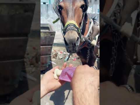 فراولة مجففه يا عمري مش خسارة فيك