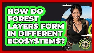 How Do Forest Layers Form In Different Ecosystems? - The Wild Life Explorer