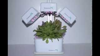 Timelapse Cicoria