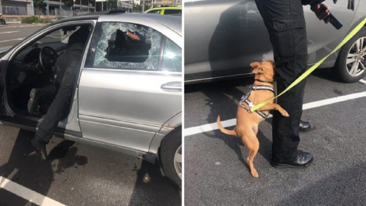 Cop Smashes Window To Save Dog Dying In Hot Car, And Owners Get Angry ...