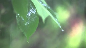 The global peril of droughts in the Amazon