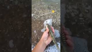 sudak balığı zander fishing