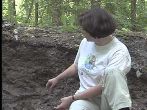 The Regosolic Order - Canadian Soil Classification Series