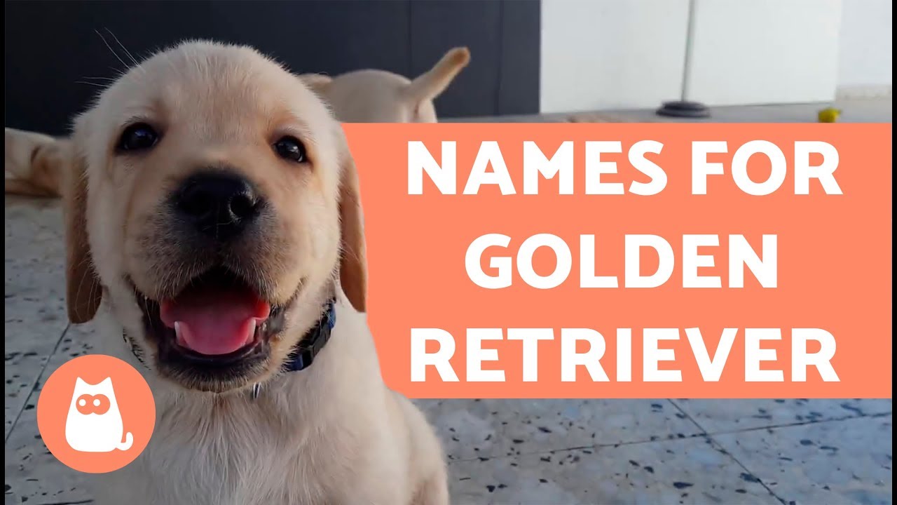 Names For Golden Retriever Dogs Youtube