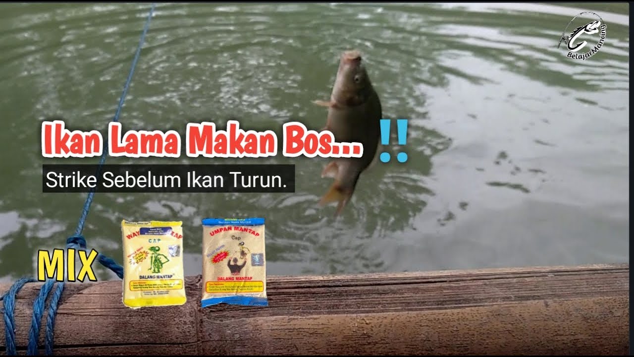 Umpan Ikan Mas Mix Wayang Vanila Susu dan Wayang Belut Putih