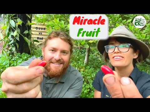 Video: Magic fruit - a plant that changes taste sensations