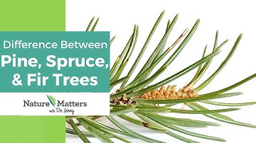 How to tell the difference between a pine, spruce, and fir tree.