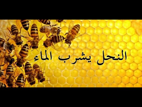 النحل يشرب الماء