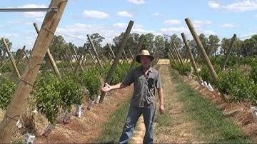 Nectarine Irrigation Field Experiments  Open Tatura