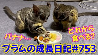 【アーモンド ピスタチオ バナナ どれが好き？】Bushbaby Plum's Growth Diary ショウガラゴ プラムの成長日記 753