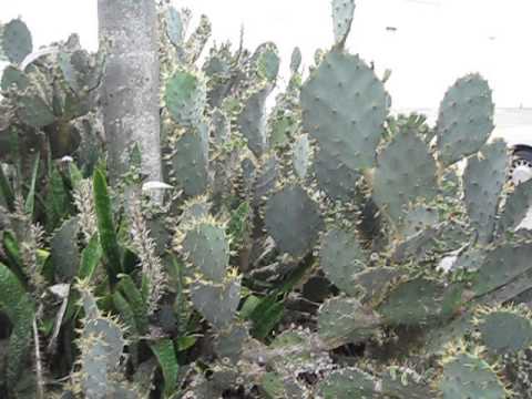 Optunia sp. Prickly Pear Cactus Arcadia FL. 