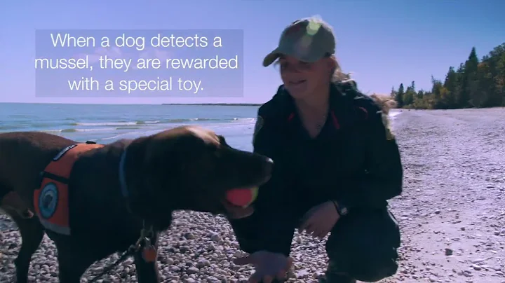 Alberta Conservation K9 Unit -Cut version