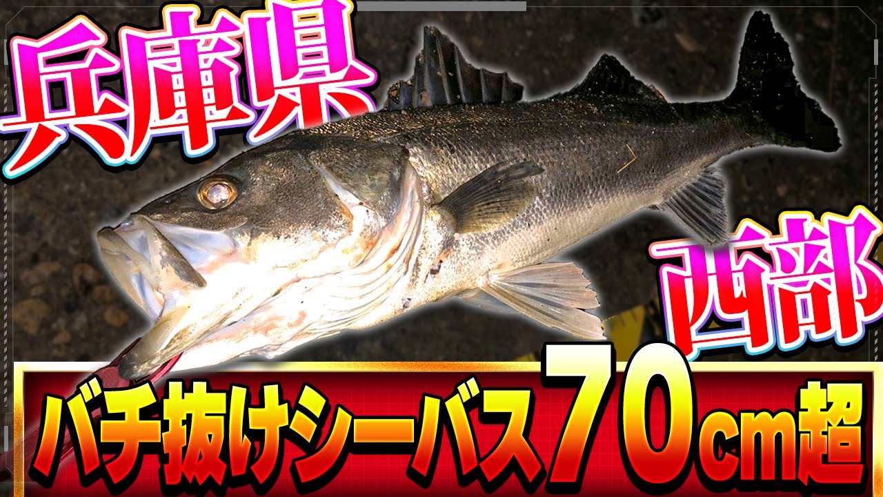 姫路 時期とポイントは 兵庫県西部 バチ抜け で簡単にシーバスを釣ってみた 加古川 地球釣ってみた