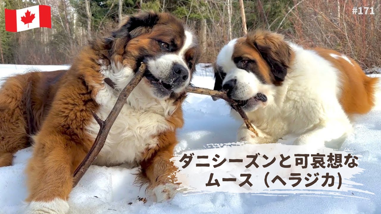 超大型犬 3頭とカナダで田舎暮らし・海外生活／ダニシーズンと可哀想なヘラジカ