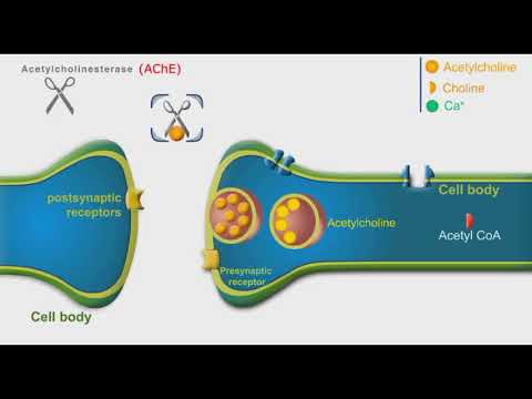 Video: Co jsou striatální cholinergní interneurony?