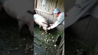 Assim É A Vida Na Roçatratando Os Porcos Criador De Porco