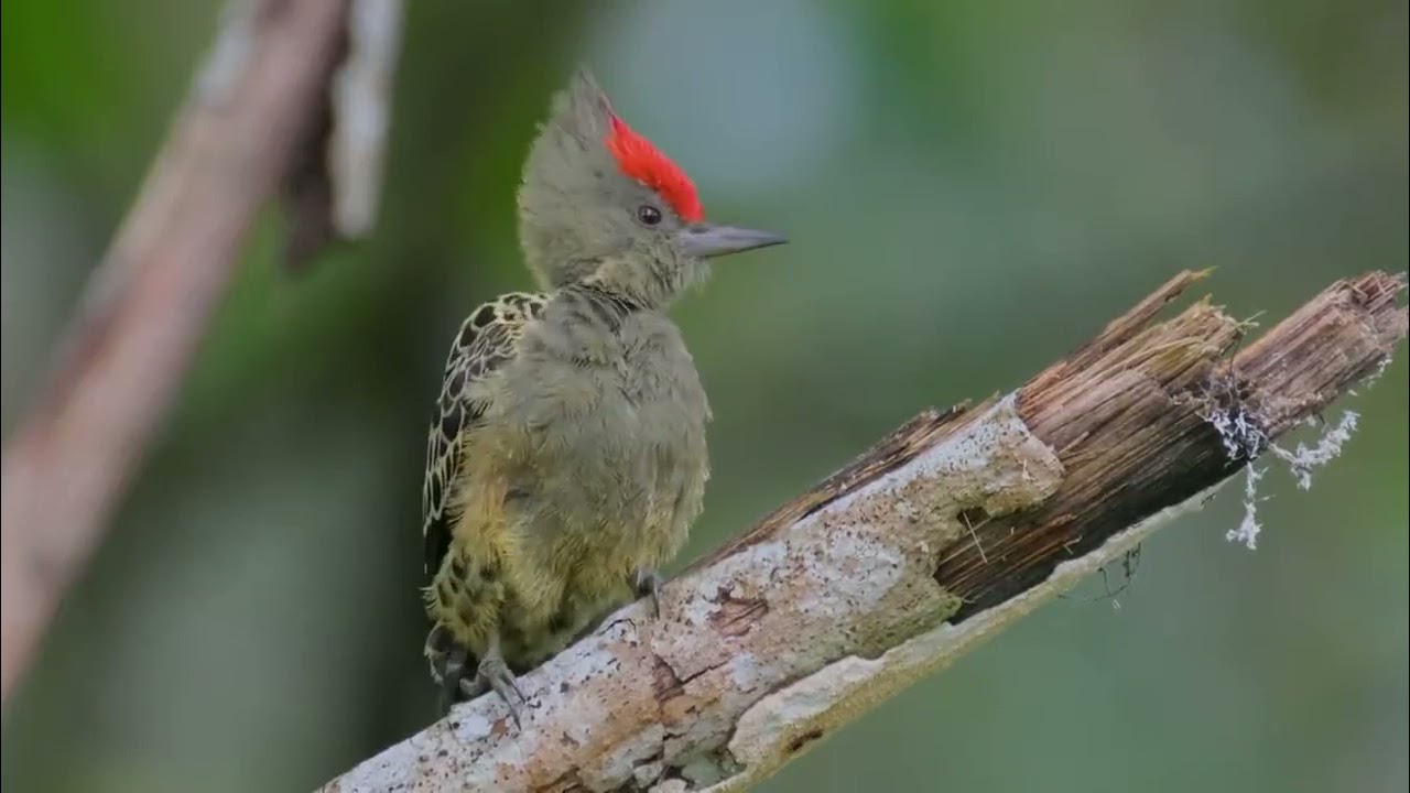 Grey-and-buff Woodpecker (Hemicircus concretus)🐦