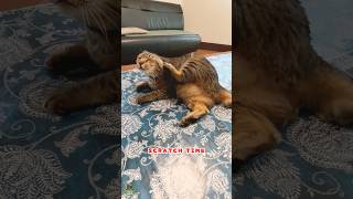 😻This Cat’s Scratch Time Looks So Relaxing and Satisfying #cat #cute #relaxingcat #cutecat #short
