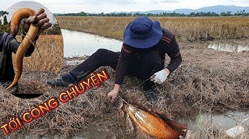 Câu Lươn Mùa Mưa || Gặp Cánh Đồng Bỏ Hoang Toàn Lươn Khủng Ấn Dưới Ruộng Lúa!