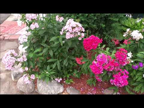 Pruning Tall Summer Phlox aka Garden Phlox