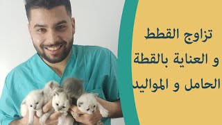 تزاوج القطط ومدة حمل القطط و العناية بالقطط الصغيرة و القطة الحامل