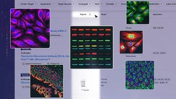 How do I search for the antibody I need?