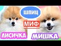 Шпиц Мишка и Лисичка | ЕСТЬ ЛИ РАЗНИЦА